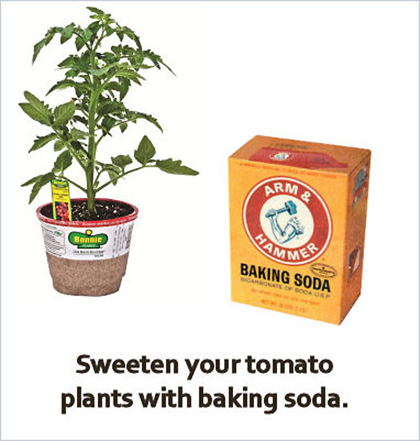 17 Clever Hacks for Your Vegetable Garden - Sweeten your tomato plants with baking soda