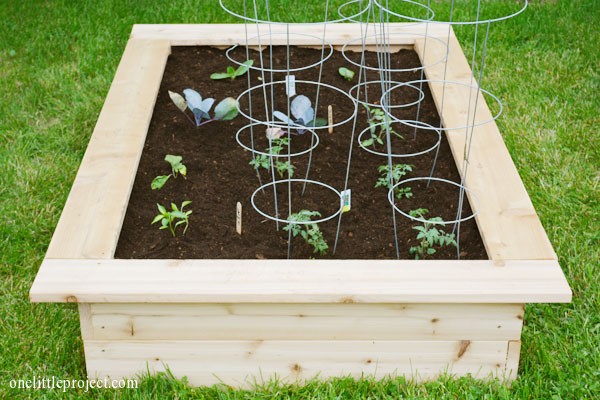 How to start a vegetable garden