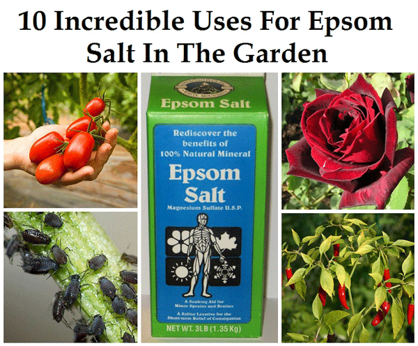 17 Clever Hacks for Your Vegetable Garden - Epsom Salts