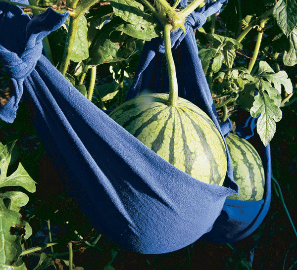 17 Clever Hacks for Your Vegetable Garden - Watermelon Sling
