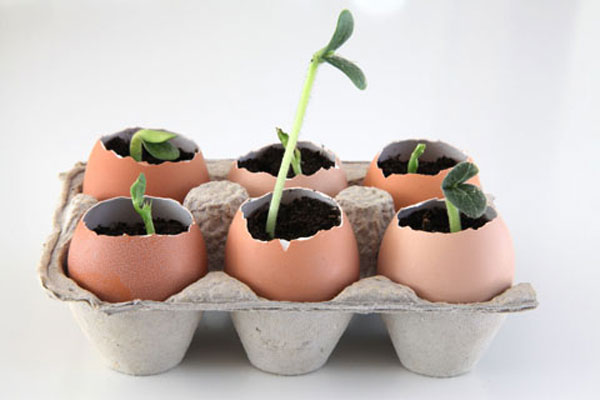 17 Clever Hacks for Your Vegetable Garden - Start Seedlings in Eggshells