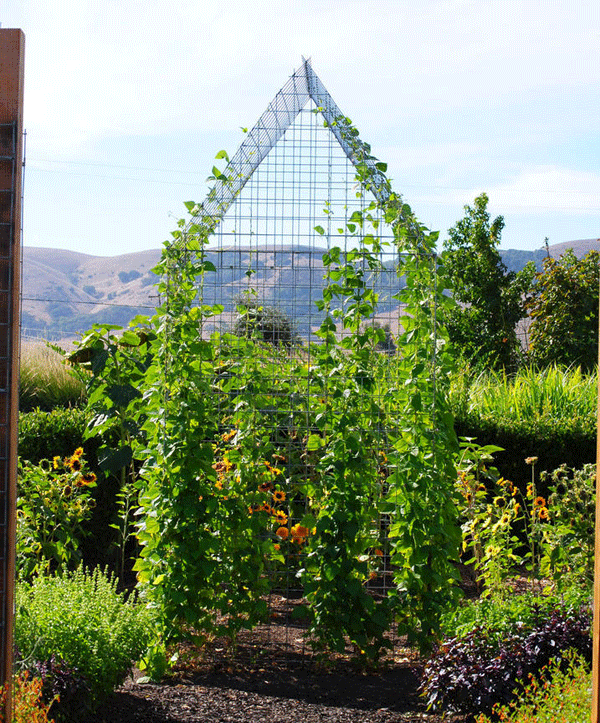 15 Unusual Vegetable Garden Ideas - Bean house