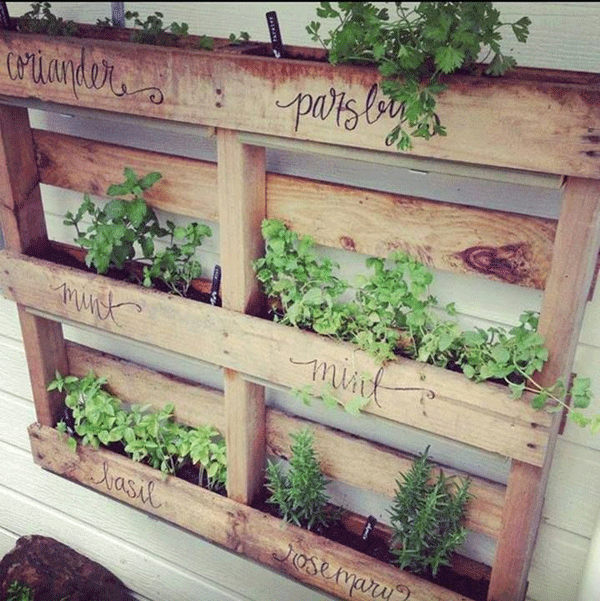15 Unusual Vegetable Garden Ideas - Use an old pallet for your herbs