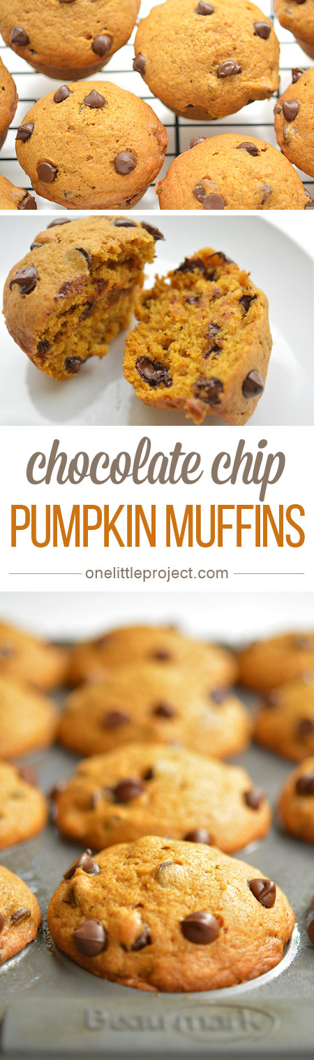 This recipe for pumpkin chocolate chip muffins is AMAZING! It's the perfect combination of pumpkin pie spice and moist, delicious, goodness!