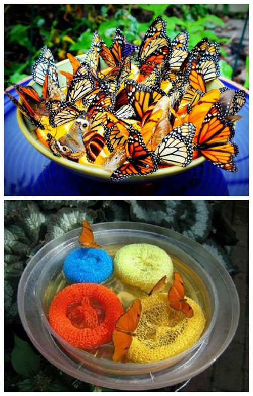 20 Best DIY Garden Crafts - Butterfly Feeder