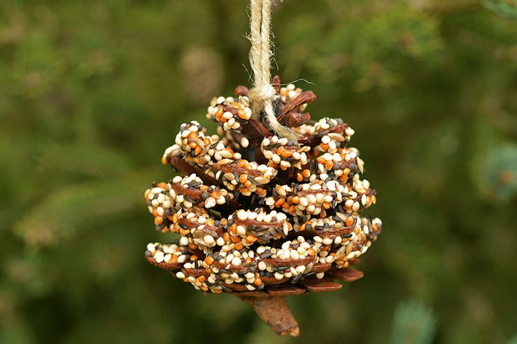 Pinecone bird feeders