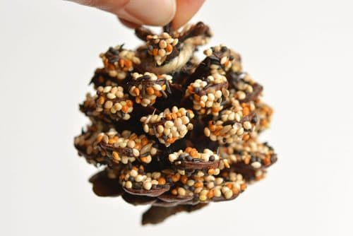 How to Make Pinecone Bird Feeders - One Little Project
