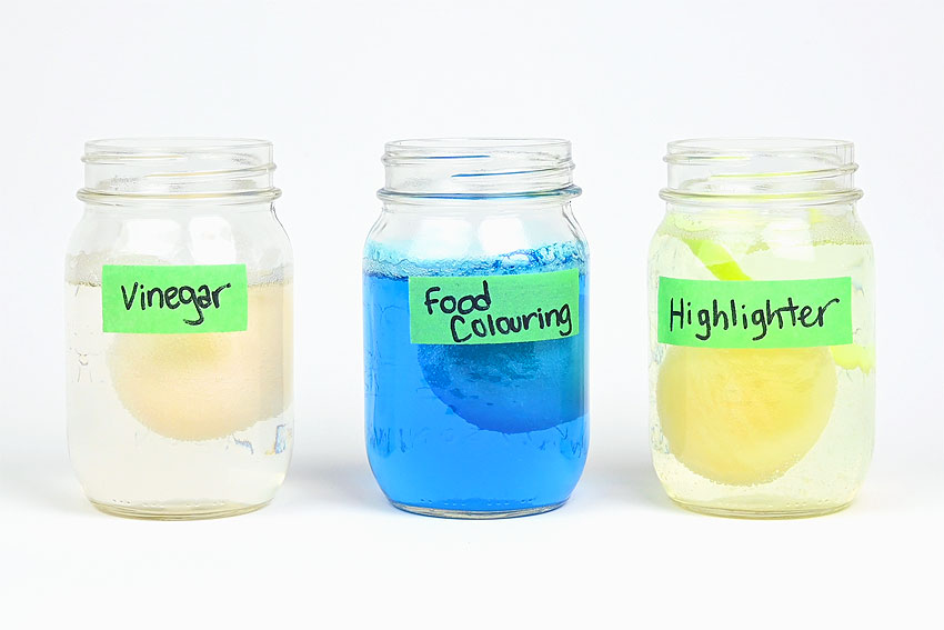 Rubber egg experiment showing three jars with eggs and vinegar