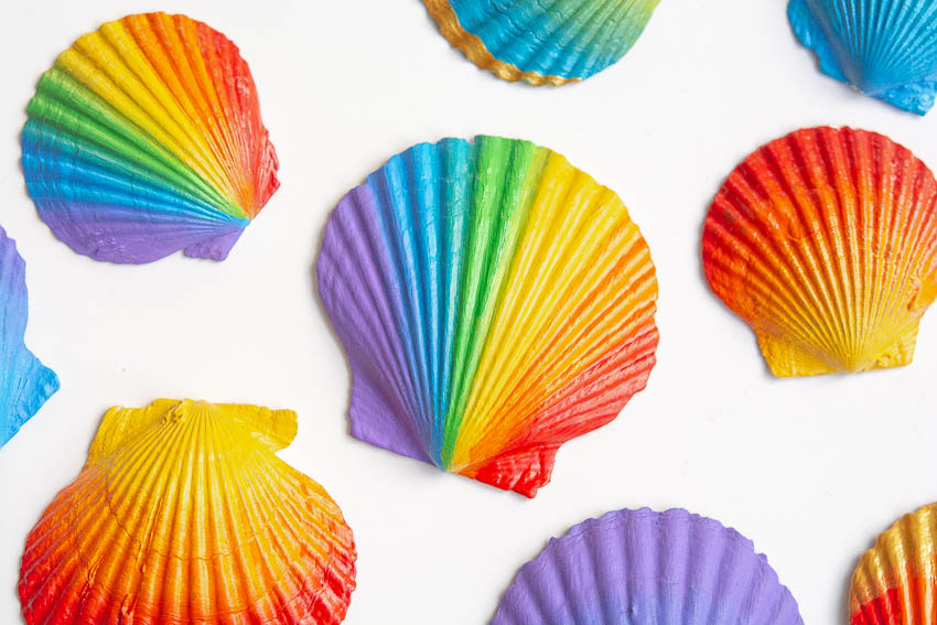 Rainbow coloured seashells on a white background