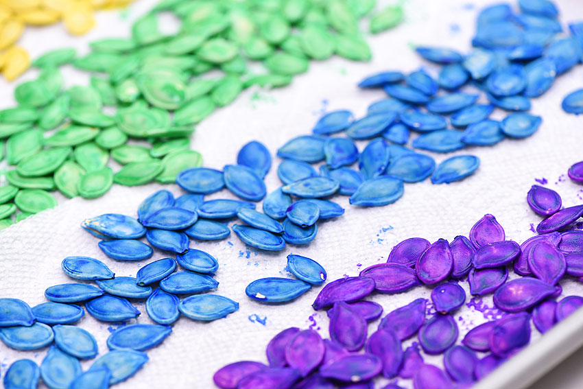 Purple, blue, green, and yellow dyed pumpkin seeds on a tray