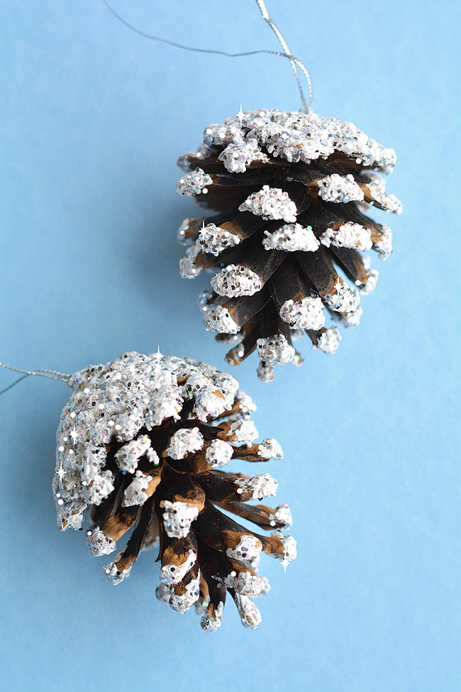 Snow frosted pinecones on a blue background