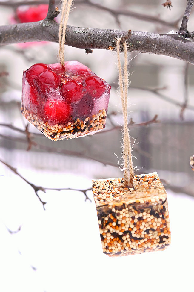 Bird feeder ice ornaments filled with birdseed and cranberries