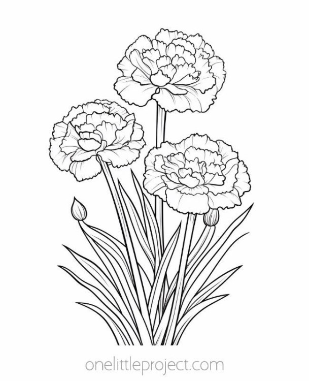 Flower coloring page - carnations