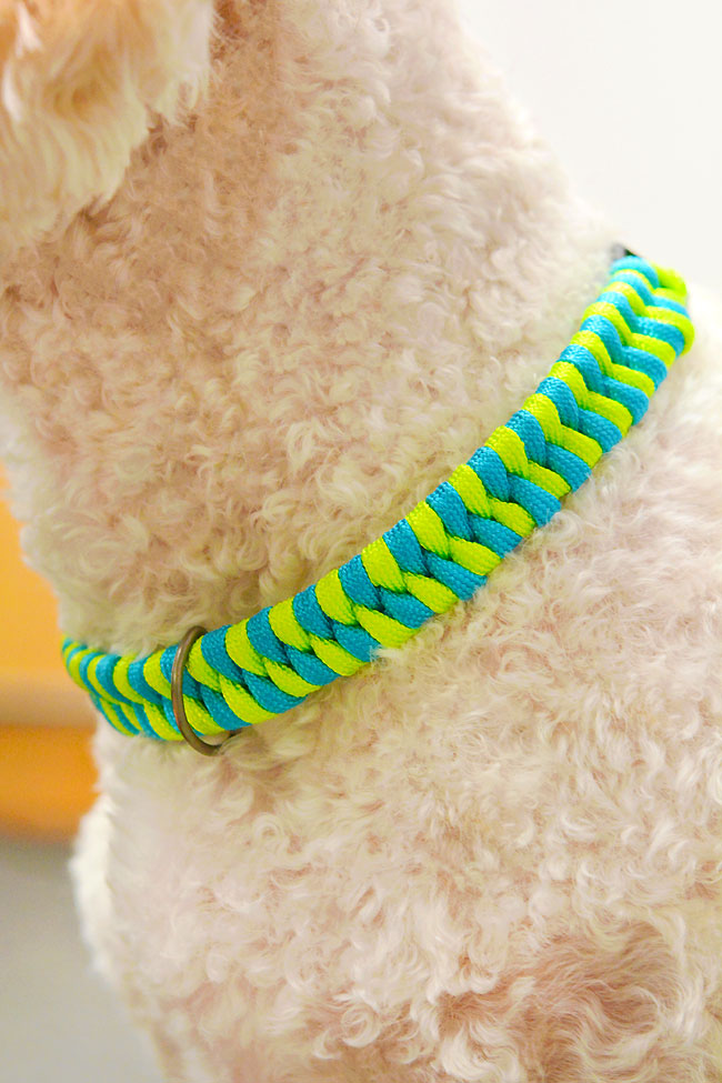 Closeup of a dog collar made with paracord