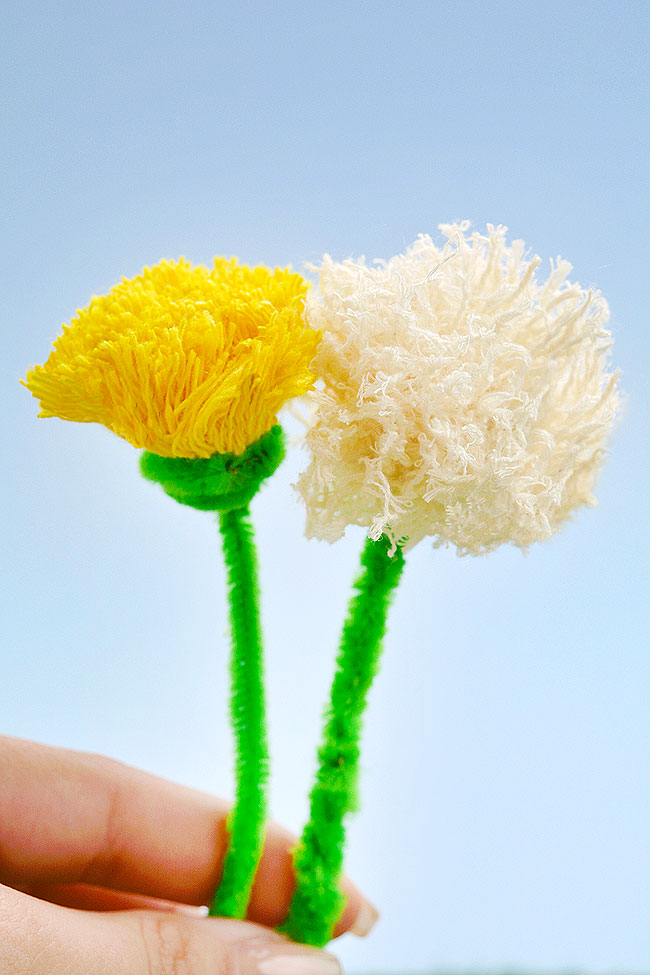 Yellow and white seeded pom pom dandelions
