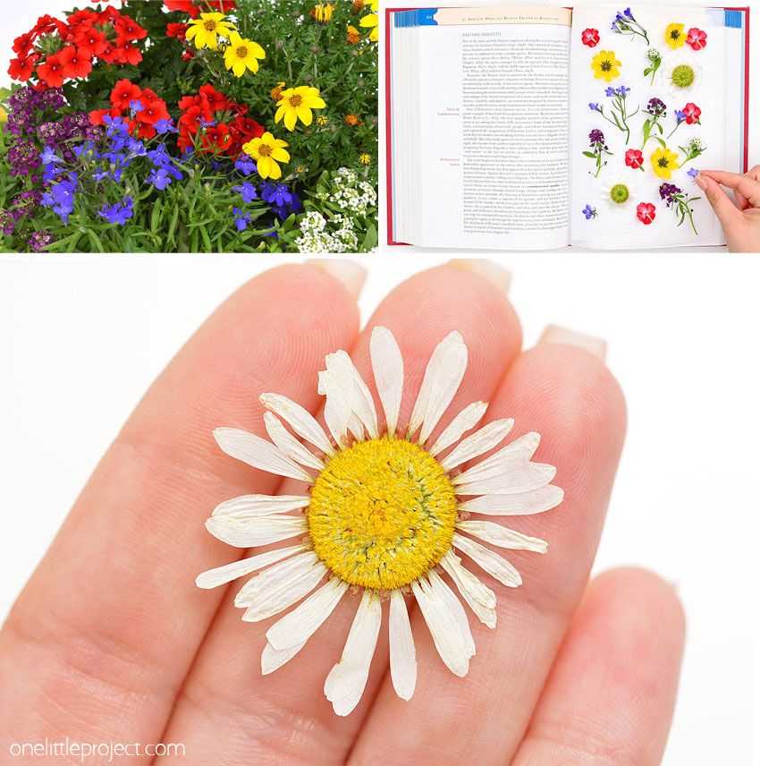 How to press flowers