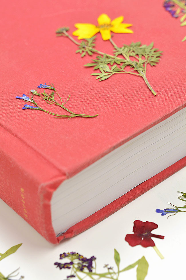 Delicate pressed flowers on, and surrounding, a book used to dry them