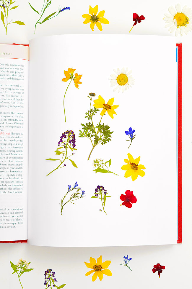 Pressed flowers on parchment paper in a book