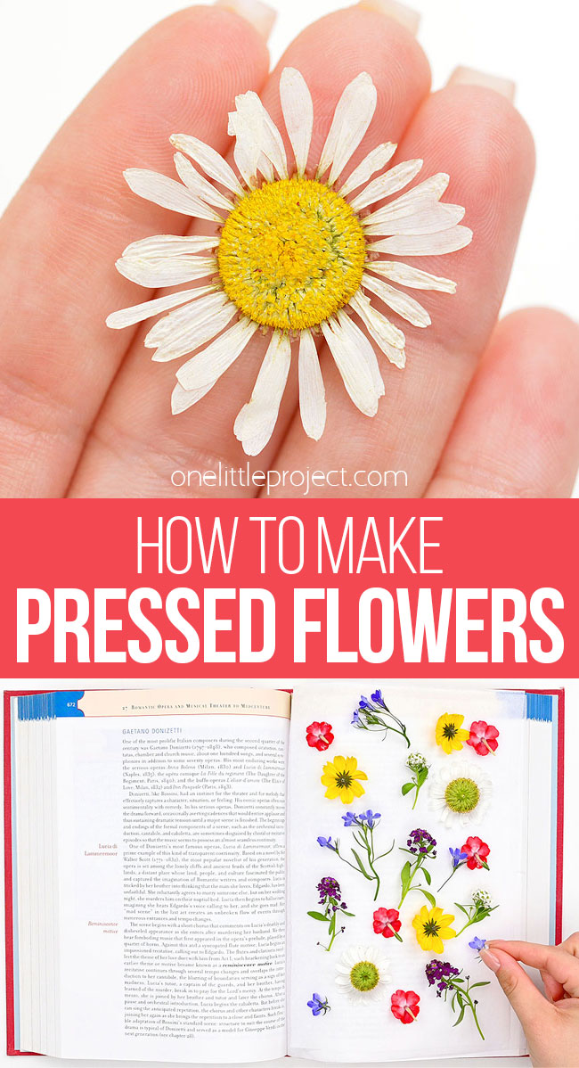 Pressed flowers in a book