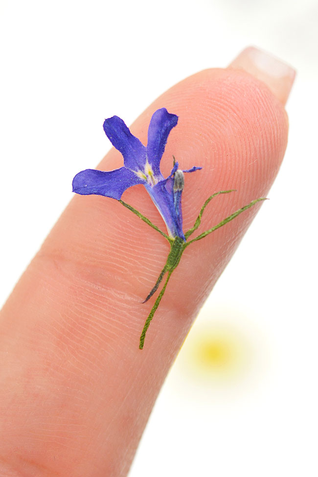 Holding a tiny pressed flower on a fingertip