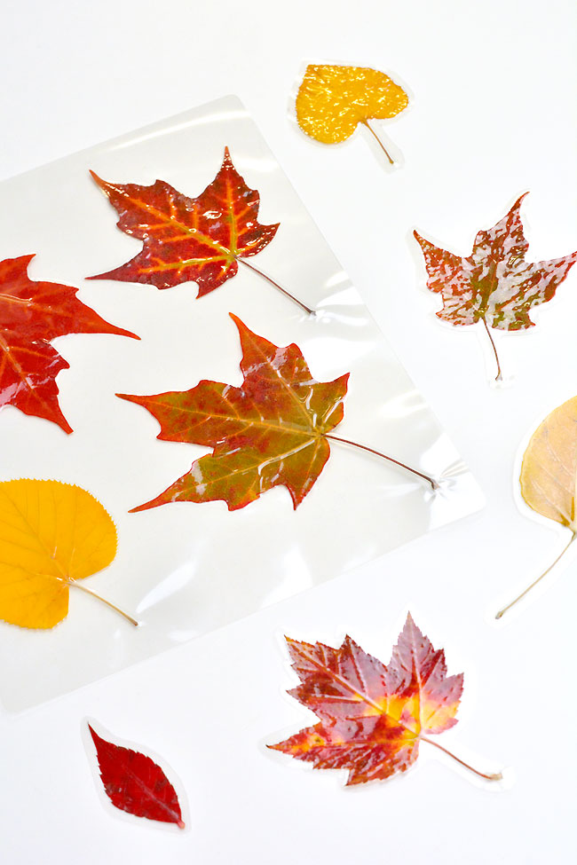 How to preserve fall leaves with a laminator