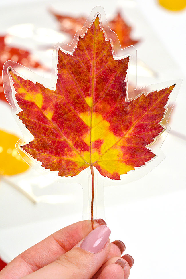 How to preserve fallen leaves
