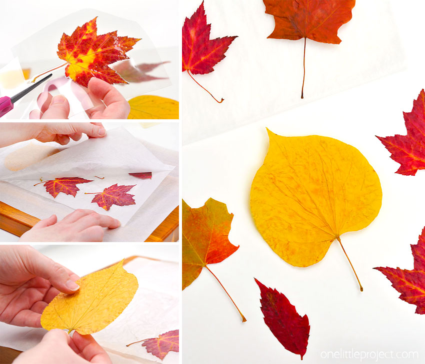 How to preserve leaves