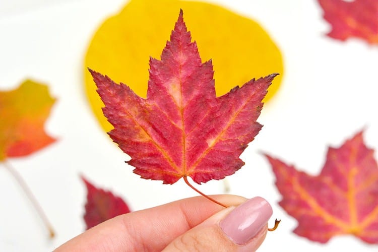 Preserving fall leaves