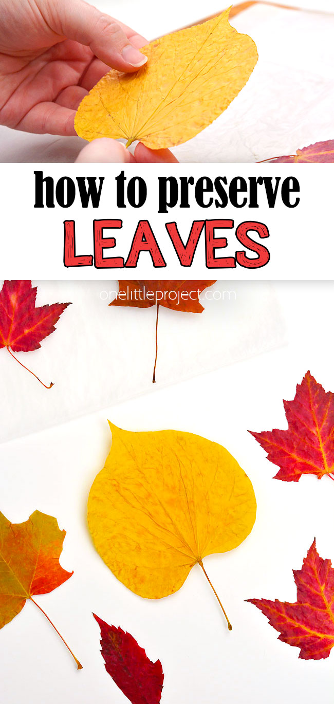 3 easy ways to preserve leaves