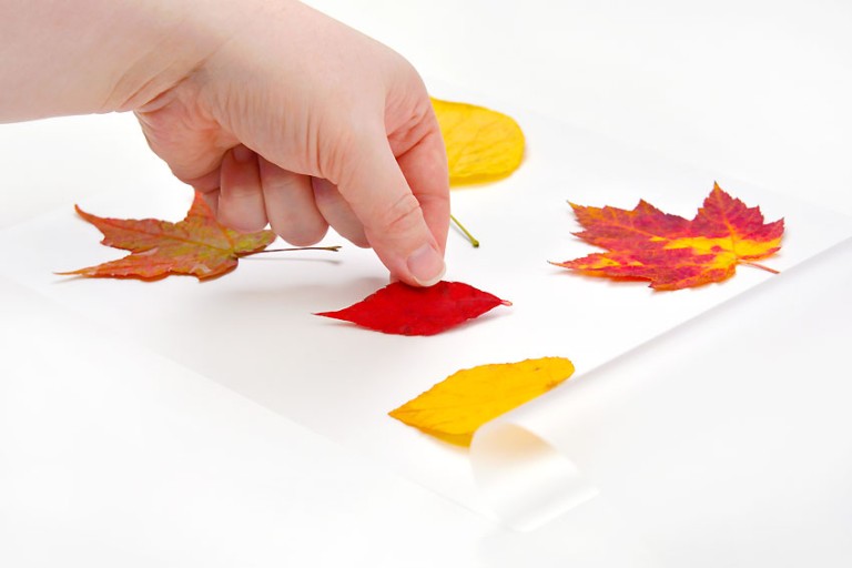 How to Preserve Fall Leaves