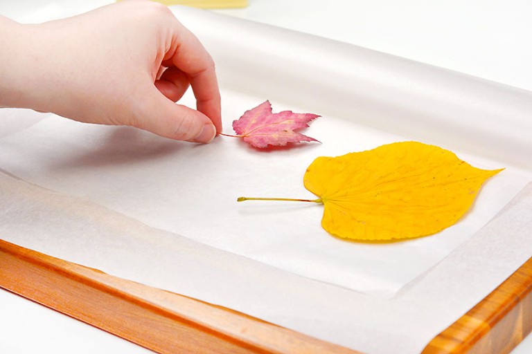 How to Preserve Leaves