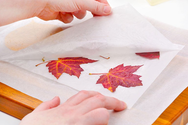How to Preserve Leaves