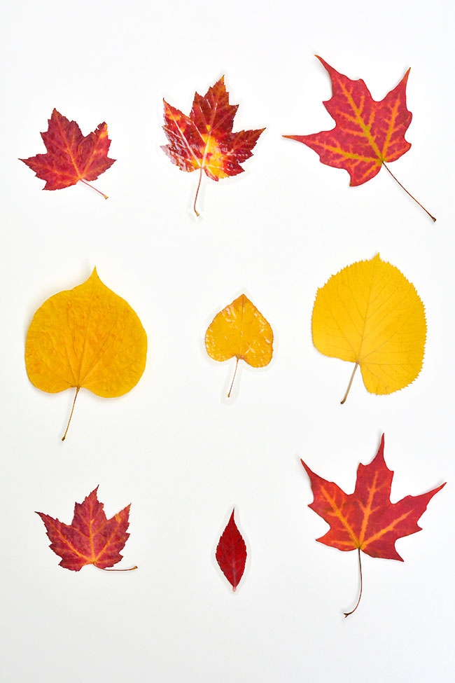 3 easy ways of preserving leaves