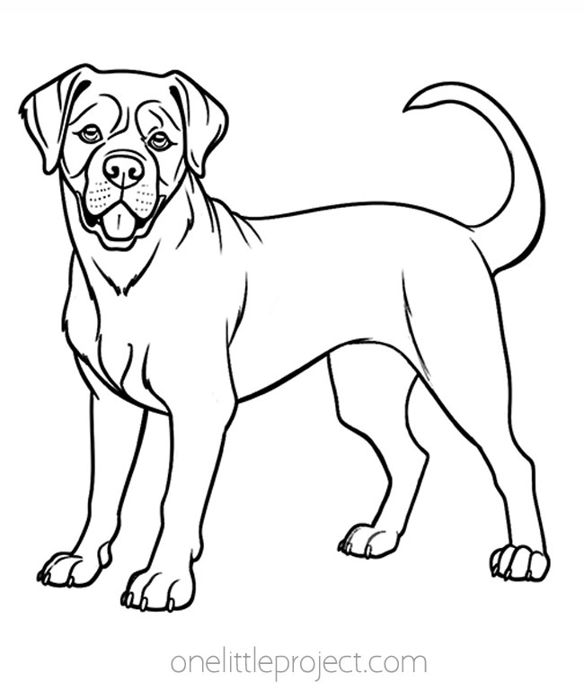 Boxer dog coloring sheet
