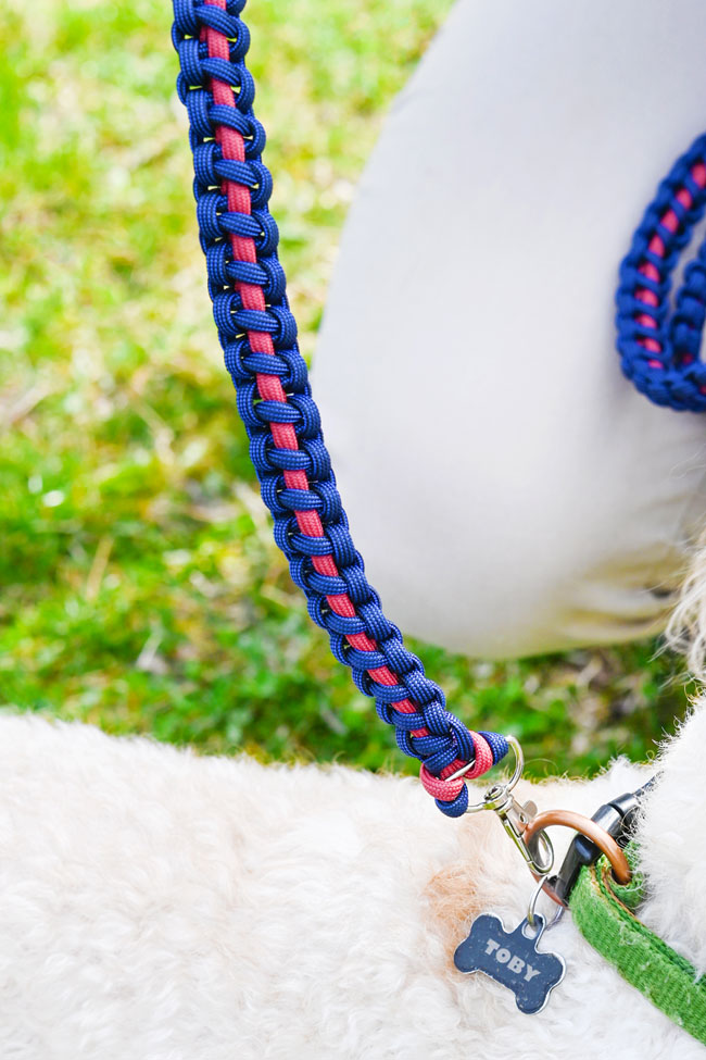 Closeup on the pattern of a paracord dog leash