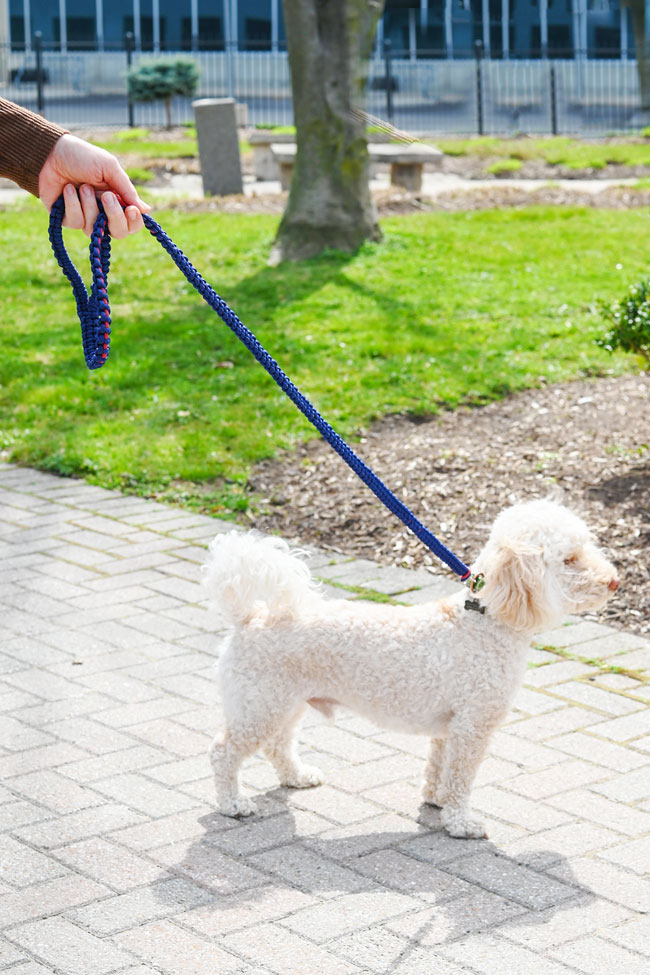 Using a paracord leash while on a short city walk