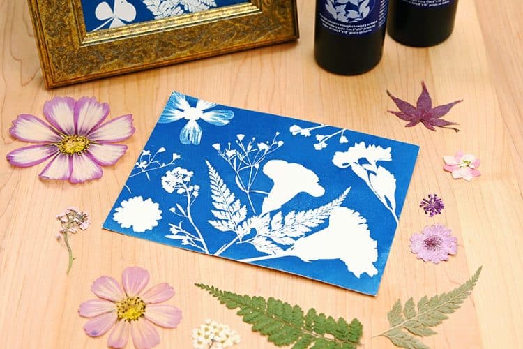Cyanotype Printing Cyanotype art project with flowers