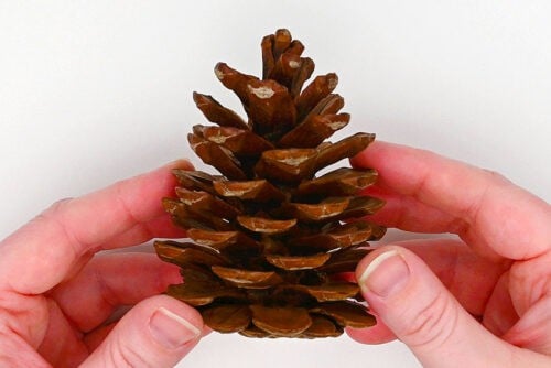 Pine Cone Christmas Tree
