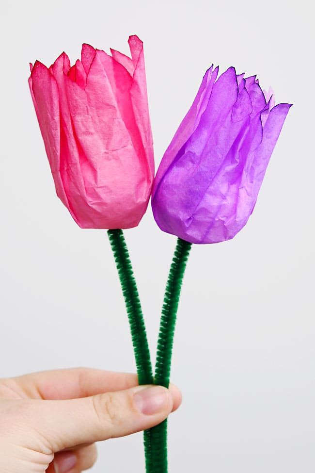 Coffee Filter Tulip Closeup of holding pink and purple coffee filter tulips