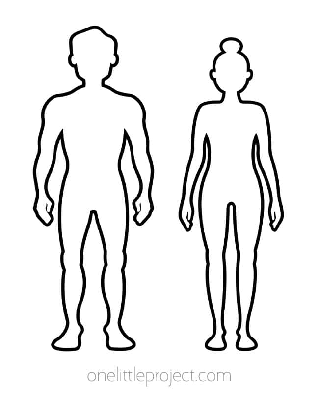 Outline of Human Body Adult male and female body outlines