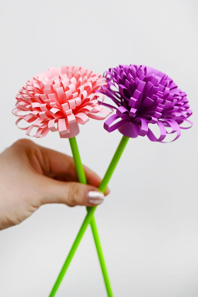 Paper Chrystantemum Flowers Holding pink and purple paper flowers