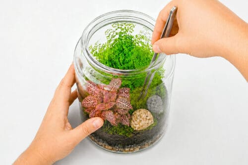 How to Make a Terrarium