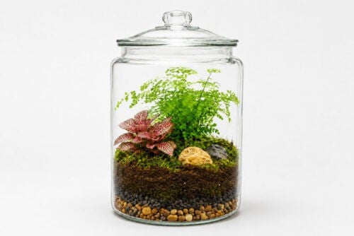 How to Make a Terrarium