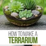 Make a closed terrarium