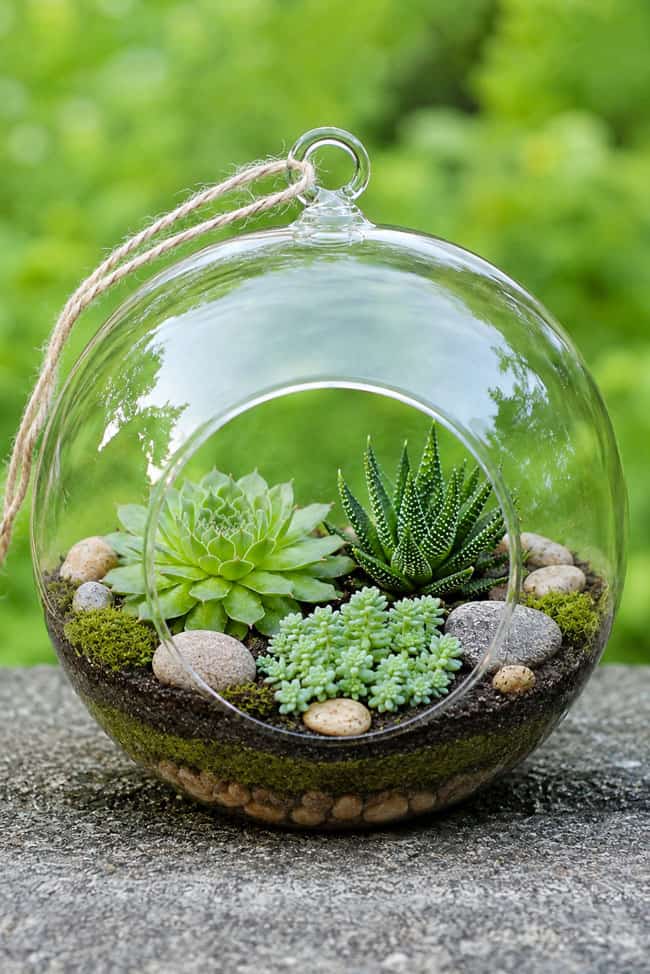 How to Make a Terrarium Open succulent terrarium
