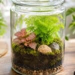 How to Prepare Terrarium