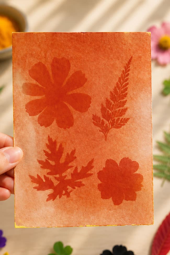 Sun Printing With Turmeric Closeup of a reddish sun print made with turmeric