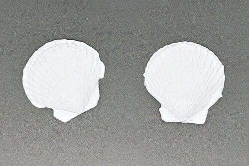 Marbled Seashells Craft