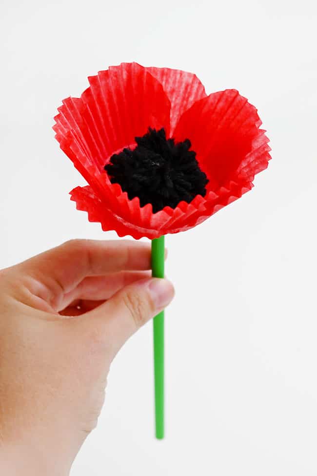 Poppies Craft Holding a single paper poppy made with cupcake liners and a straw stem